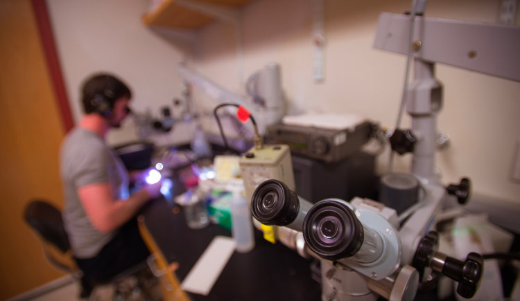 Person working at a microscope in Department of Microbiology