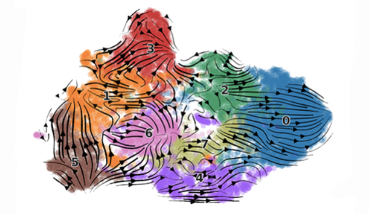 RNA velocity analysis on scRNA-seq data